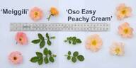 Oso Easy Peachy Cream rose photo
