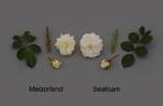 MEIzorland rose photo