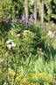 Citronella rose photo