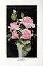 Willowmere rose photo