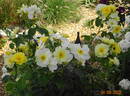 Scented Garden rose photo