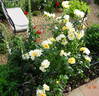 Scented Garden rose photo