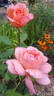 Blessings rose photo