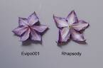 Rhapsody clematis photo