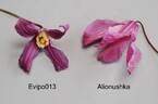 Alionushka clematis photo