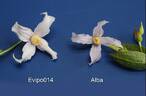 Alba clematis photo