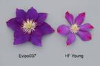 H. F. Young clematis photo