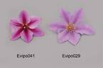 Evipo029 clematis photo