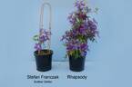 Rhapsody clematis photo