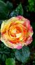 Absolutely Crackers rose photo