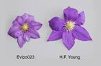 H. F. Young clematis photo