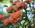Work of Art ™ rose photo