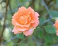 Work of Art ™ rose photo