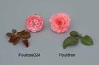 POUldron rose photo