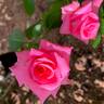 Naga Belle ™ rose photo