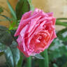 Tane rose photo