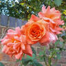 Leaping Salmon rose photo