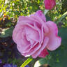 Moody Blue rose photo