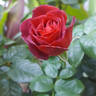 Chocoholic rose photo