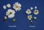 POUlemb rose photo