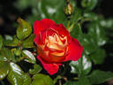 DOReuke rose photo