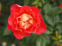 DOReuke rose photo