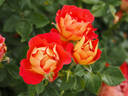 DOReuke rose photo