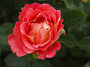 DOReuke rose photo