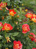 DOReuke rose photo