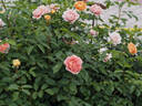 KO 11/8224-01 rose photo