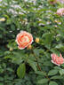 KO 11/8224-01 rose photo