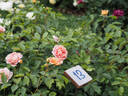KO 11/8224-01 rose photo