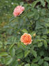 KO 11/8224-01 rose photo