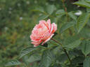 KO 11/8224-01 rose photo