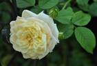 White Gold rose photo