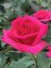 Corrie Freelander rose photo
