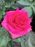 Corrie Freelander rose photo