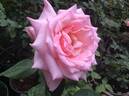 Geffel rose photo