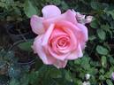 Geffel rose photo