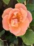 Francois Mauriac rose photo