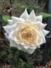 White Cap rose photo