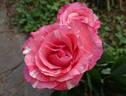 Gelato rose photo