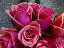 Murano rose photo