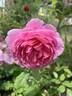Huntington Rose rose photo