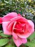 Lorraine Lee rose photo