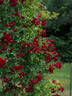 Crimson Siluetta ® rose photo