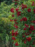 Crimson Siluetta ® rose photo