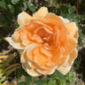 Lady Huntingfield rose photo