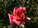 Anvil Sparks rose photo