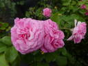 Baronesse rose photo
